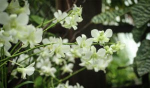 Conservatory of Flowers